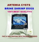 Best Artemia Cysts 50g  Brine Shrimp Egg 100  Alaska Usa Premium Quality 90 