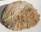 Rare 60s Vintage Huge Gorgeous Abalone Shell Large Size 9 3 8  X 8  X 3  Trophy