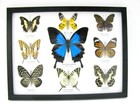 9 Beautiful Butterflies In Xl Showcase  Framed  Real Taxidermy - A-09-ulysses-01