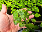 50  Leaf Frogbit Buy 2 Get 1 Free - Floating Aquatic Plant - Healthy And Green