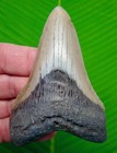 Megalodon Shark Tooth  4 22    Real Fossil - Lower Jaw Serrated