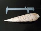 1 Giant Marlin Spike Seashell 7 1 2    Terebra Maculata Shell Decor Nautical