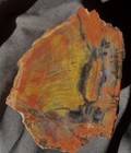 Petrified Rainbow Wood W bark Polished Colorful Specimen 2 3 Lbs - 1000 Grams Az