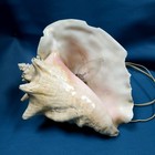 Vtg Real Conch Shell Table Bedside Lamp Nightlight Works Tan Cream Pink