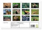 Forest Animals  monthly Wall Calendar 2026 11 7 X 16 5  open    Calvendo 14 Mont
