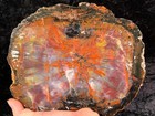 Petrified Wood Araucaria Conifer Holbrook  Az Chinle Fm  Triassic 10 25   x8 25   
