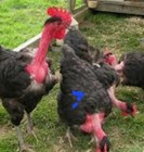 6   Naked Neck Chicken Hatching Eggs  Free Shipping 