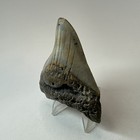 Megalodon Shark Tooth 3 29 Inch - Unique - Authentic Fossil - Real Teeth 19635