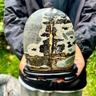 3 3lb  Rare National Treasure Fossil - Authentic Collectible Stone Specimen