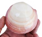 Whole Polished Tiger Clam Shell  glued  3-4  Beach Wedding Decor Coastal Crafts 