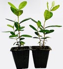 2 Pack Pineapple Guava Tree Plant Greenhouse Best Gift Live Plant Guaranteed