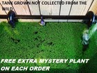 1000  Duckweed Indoor Grown Live Organic Aquarium  Buy2get1 Free Extra Plant