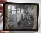 5 Vintage Glass Photo Negatives Redwood Trees Logging Keystone View Co