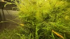 Live Pilo Moss 10g   Xl Large Portion   Freshwater Moss   Xzotic Aquatics   Easy