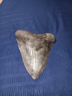 5 11 16ths Inch Fossilized Megoladon Shark Tooth No Repair Beautiful Condition 