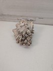 Natural Barnacle Encrusted Spiky Sea Shell Beach Decor Ocean Specimen Display