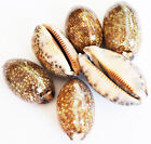 Set Of 12 Cowrie Arabica Shells Seashell  2   Coastal Crafts Nautical Decorating