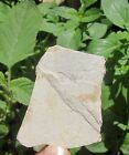 Mesozoic Cretaceousperiod Jehol Biota Flydragon Bone Pterosaur Tooth Fossil Pair