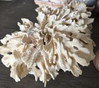 Large Natural Coral Ruffled Lettuce Reef White Vintage 6   x7   x4   