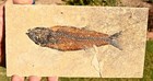 Fossil Fish  7 0 Inches  Mioplosus Labracoides   Grf  Wyoming  U s a   1