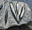 Orthoceras Polished Devonian Fossils Nautiloids 16 5    X 10    X 2 5   