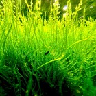Pest-free Homegrown Live Java Moss For Shrimp  Betta  Fry   Aquascaping Tanks     