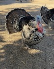 6 Narragansett Turkey Hatching Eggs