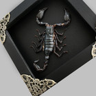 Black Scorpion Taxidermy Shadow Box Real Insect Bug Taxidermy Specimen Wall Art