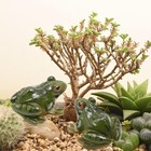 4 Pcs Garden Frog Figurine  Miniature Frog Figurines  Small Resin Realistic Frog