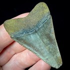 Great White Shark Tooth 2 28  Megalodon Teeth Era Real Fossil Unrestored