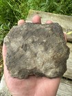 Devonian Brachiopod Fossil Matrix Slab Western Ny Farm Find Display Specimen