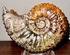 Rare Beautiful  goat Horn  Ammonite Fossil 3 36 Pounds 1526 Grams  58