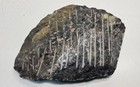 Polished Orthoceras Fossil Multiple Specimen Plate Stone Matrix Paleozoic Era