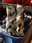 Vintage  Pacific Siamese Cat Kitty Pair Figurine Japan Ceramic 9 