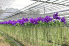 Set Of 4-5 Orchids   Vanda Orchid  patchara Blue  Seedlings Young Plants