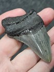 2 5 8   Authentic Prehistoric Megalodon  Fossil Shark Tooth Teeth Free Shipping 