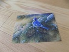 Blue Jay Bird Pine Cones Christmas Card Envelope