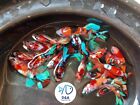 1 Pair-koi Multiple Galaxy Color Live Betta Fish Halfmoon Plakat  Assorted Color