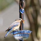 Bluebird Feeder Single