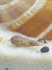 Snail Malaysian Trumpet  melanoides Tuberculata  Freshwater Aquarium Snail