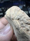Cretaceous Age Crab From Eagle Ford Fm  Lake Leesville Dallas Tx Wolf Family