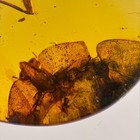 Unknown In Burmese   Burmite Amber Fossil   100  Genuine 
