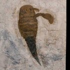 2 8  Eurypterus Sea Scorpion Fossil Eurypterid Silurian 420 Mil Yrs Old New York