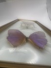 Vintage Real Butterfly Specimen Brazil Blue Morpho Bubble Convex Frame Academia