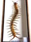 Real Giant Centipede Insect Taxidermy Display Framed Box Art Decor Gift Collect