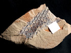 Nice Carboniferous Plant Fossil  Twig Rarer Coal Age Lycopod  bergeria  dilatata