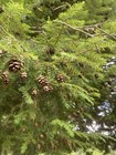 300 Mini Pine Cones  about 1 2 To 1 Inch In Size  Fall Crafts  D  cor  Xmas -