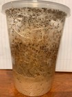 Flightless Fruit Fly Culture  drosophila Wingless Melanogaster 