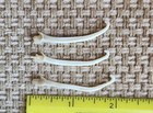 3 Real Wild Mink Baculum Penis Toothpick  Ear Rings  Gag Gift Dick Art      N101