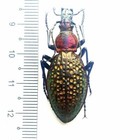 Entomology Taxidermy  Carabus  acoptolabrus  Lopatini Female   Male A1  pair 